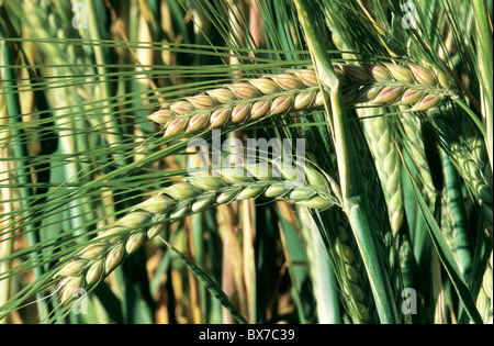 Gerste, 2-reihig, unreifen Stielen. Stockfoto