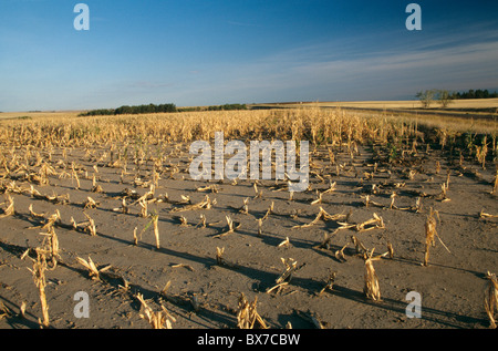 Maisfeld, Ernteausfälle aufgrund von Dürre und Hagel. Stockfoto