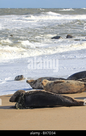 Graue Dichtung auf East Norfolk Strand mit einem Fischernetz gefangen um den Hals Stockfoto