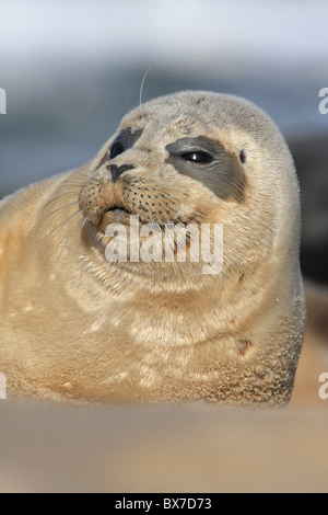 Grey seal Pup auf Buche Stockfoto