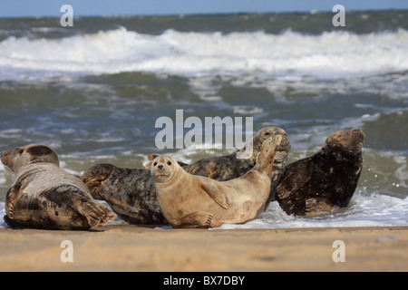 Grey seal Kolonie auf Buche in Wellen Stockfoto