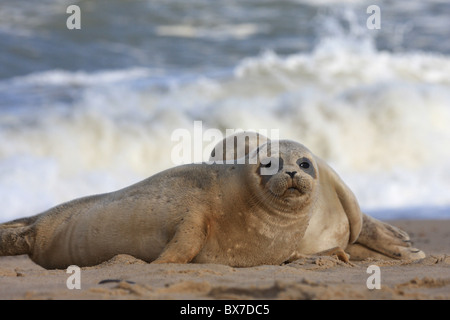 Grey seal Pup auf Buche Stockfoto