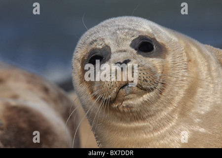 Grey seal Pup auf Buche Stockfoto