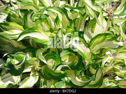 GREEEN und weiß gestreifte Blätter Pflanze im Frühjahr für Blumenkarte Stockfoto