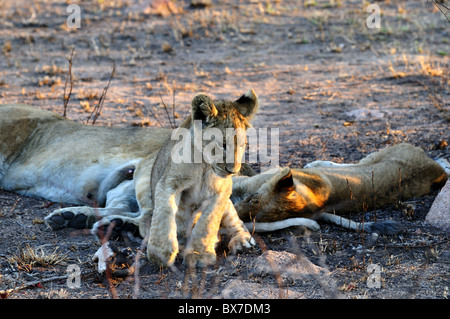 Ein Löwenjunges sitzen mit Familie. Kruger National Park, Südafrika. Stockfoto