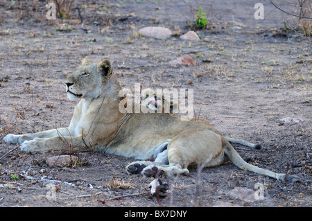 Ein Löwe-Mutter und Jungtier. Kruger National Park, Südafrika. Stockfoto