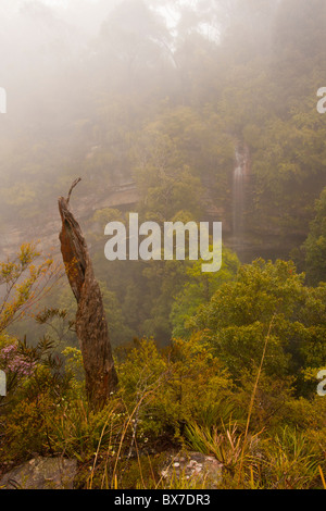 Fällt im Nebel, Katoomba, Blue Mountains National Park, New-South.Wales Stockfoto