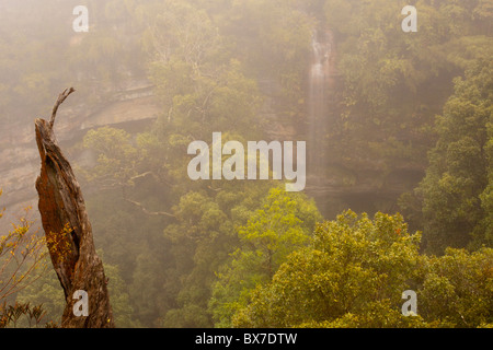 Fällt im Nebel, Katoomba, Blue Mountains National Park, New-South.Wales Stockfoto