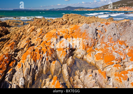 Roten Flechten bedeckt Felsen Rocky Cape, Rocky Cape National Park, Stanley in Tasmanien Stockfoto