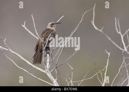 Española Spottdrossel (Mimus Macdonaldi), auch bekannt als die Hood Spottdrossel auf Espanola Insel, Galapagos. Stockfoto