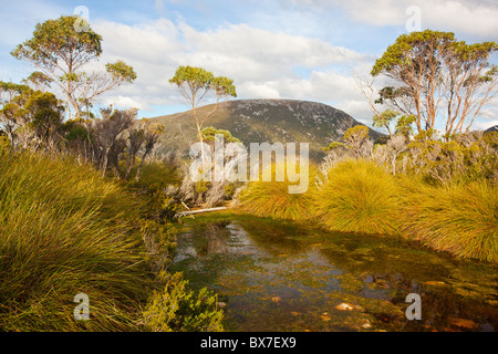 Eine kleine alpine Tarn mit Mount Campbell im Hintergrund am Cradle Mountain, Tasmanien Stockfoto