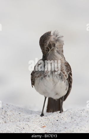 Española Spottdrossel (Mimus Macdonaldi), auch bekannt als die Hood-Spottdrossel, putzen an einem Strand auf der Insel Espanola, Galapagos. Stockfoto