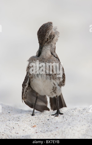 Española Spottdrossel (Mimus Macdonaldi), auch bekannt als die Hood-Spottdrossel, putzen an einem Strand auf der Insel Espanola, Galapagos. Stockfoto