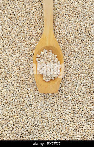 Kochlöffel und getrockneten geperlte Gerste - Detail - direkt von oben Stockfoto