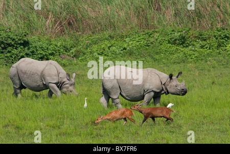 Ein gehörnter Rhinoceros Stockfoto