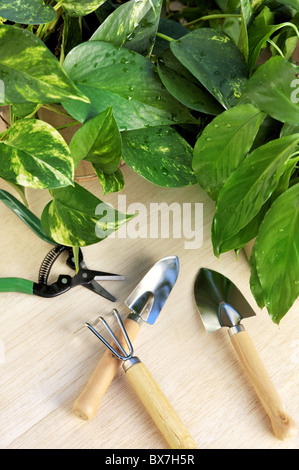 Gartengeräte und Zimmerpflanzen-Stillleben Stockfoto