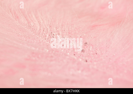 Nahaufnahme von einem rosa Feder und Wasser Tropfen. Stockfoto