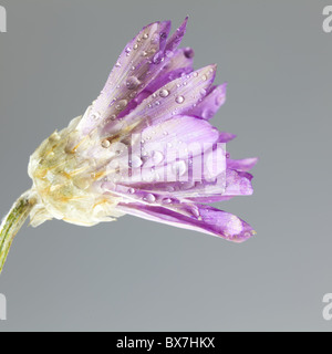 Nahaufnahme einer lila Blume mit Wassertropfen auf grauem Hintergrund isoliert. Stockfoto