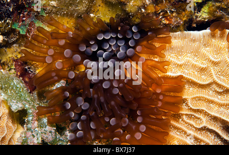 Korallenriff in der Nacht mit Verzweigung Anemone Lebrunia Danae verlängert Stockfoto