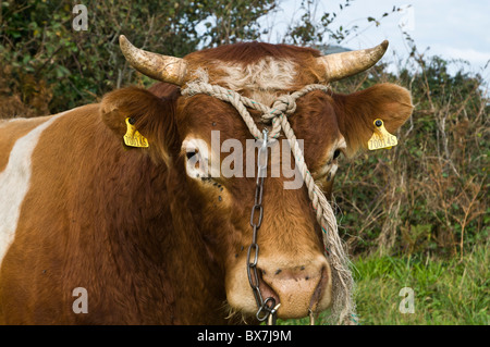 dh LITTLE SARK Tier Tethered Kuhmilch Kuh Stockfoto