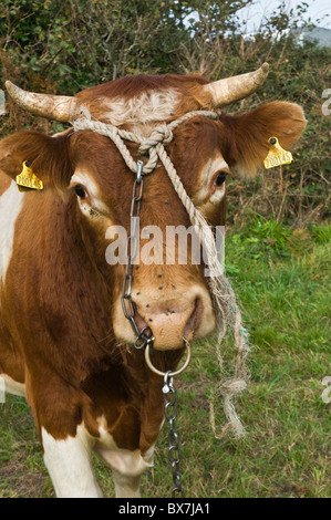 Dh LITTLE SARK UK Tethered Molkerei Milch Kuh guernsey Rinder Stockfoto