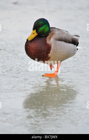 Stockente auf Eis Stockfoto