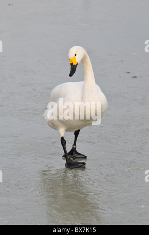 Bewick ´s Schwan auf dem Eis Stockfoto