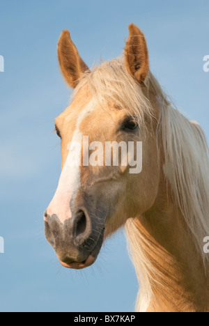 Palomino Pferdekopf geschossen, schöne Porträt mit Wind weht durch die lange Mähne und Schopf, Pennsylvania, USA. Stockfoto