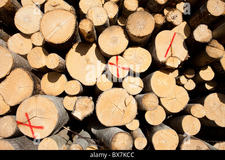 Die Sägeenden der Espe ( popus tremula ) logs in den Haufen , Finnland Stockfoto