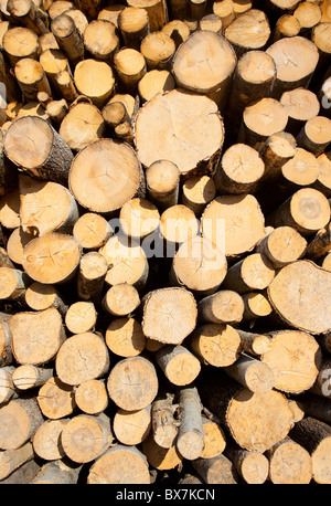 Aspen ( Populus tremula ) Baumstämme in einem Haufen , Finnland Stockfoto