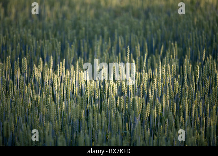 Anbau von Brot Weizenohren ( Triticum aestivum ) , Finnland Stockfoto