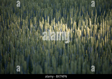 Anbau von Brot Weizenohren ( Triticum aestivum ) , Finnland Stockfoto