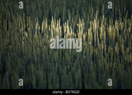 Anbau von Brot Weizenohren ( Triticum aestivum ) , Finnland Stockfoto