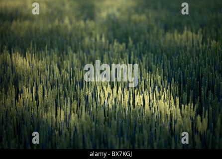 Anbau von Brot Weizenohren ( Triticum aestivum ) , Finnland Stockfoto