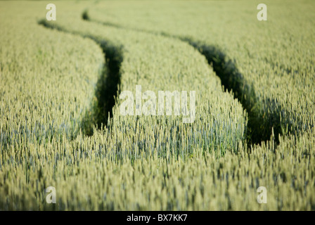 Traktorspuren auf Maisfeld mit Brotweizen gefüllt ( Triticum aestivum ) , Finnland Stockfoto