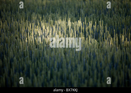 Anbau von Brot Weizenohren ( Triticum aestivum ) , Finnland Stockfoto