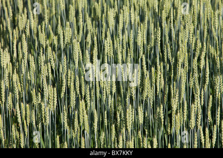 Nahaufnahme des Brotes Weizenohren ( Triticum aestivum ) , Finnland Stockfoto