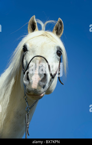 Weißes Pferd mit lustigen Frisur wie durch den Wind, ungewöhnliche dummen Witz Bild geblasen. Stockfoto