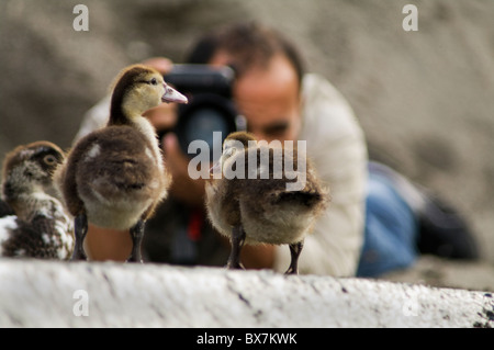 Fotograf, der eine Nahaufnahme von Ententchen macht Stockfoto