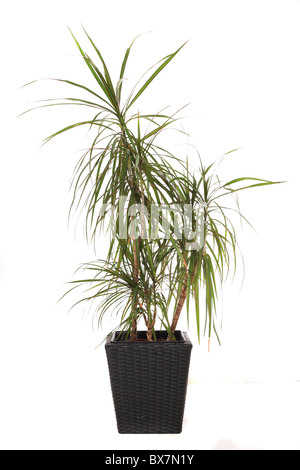 Standard Zimmerpflanze Dracaena Marginata, auch Drachenbaum genannt. Alle auf weißem Hintergrund Stockfoto