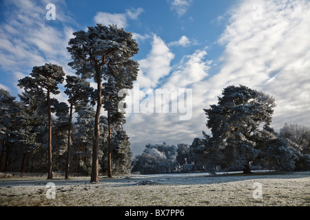 Frost bedeckt Kiefern in der Nähe von Elveden, Suffolk, England Stockfoto