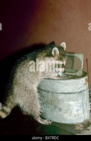 Junge Waschbären (Procyon Lotor) hilft selbst aus einem Köder Eimer in der Nacht zu fischen. Stockfoto