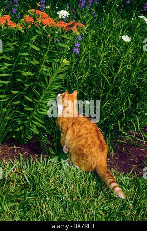 Seine volle Aufmerksamkeit: gelbe Tiger Katze balanciert, um im Great Spangled Fritillary Butterfly sitzt auf Blumen im Garten sprießen Stockfoto