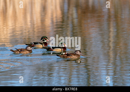 Männliche und weibliche Holz Enten schwimmen im Teich im Herbst, Midwest Stockfoto
