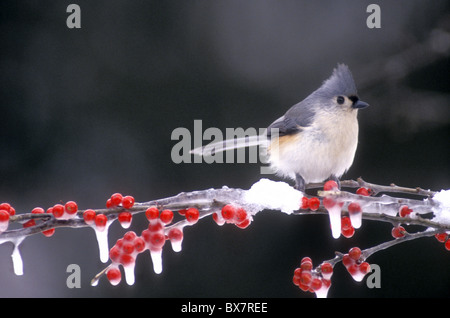 Niedliche Tufted Meise (Parus bicolor) auf Zweig der amerikanische Stechpalme mit Eis bedeckt Stockfoto