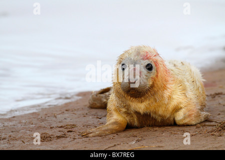 Neugeborenen grau seal Pup bei Donna Nook, Lincolnshire, England Stockfoto