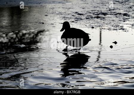 Silhouette einer Stockente zu Fuß auf dem Eis Stockfoto