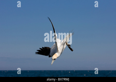 Tölpel - Morus Bassanus - Tauchen für Fisch Stockfoto