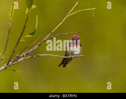 Annas Kolibris Calypte Anna, im Winter, männliche thront auf Zweig. Kalifornien. Stockfoto