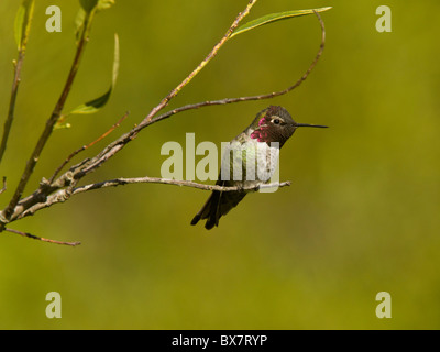 Annas Kolibris Calypte Anna, im Winter, männliche thront auf Zweig. Kalifornien. Stockfoto